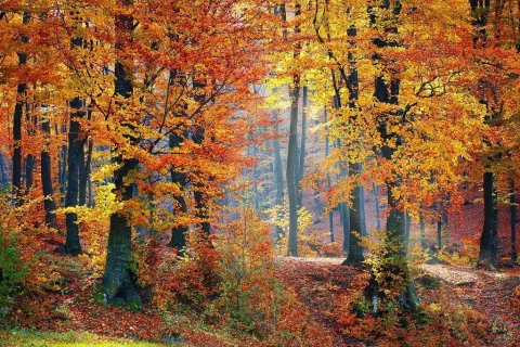 woods-1072819_1280.jpg